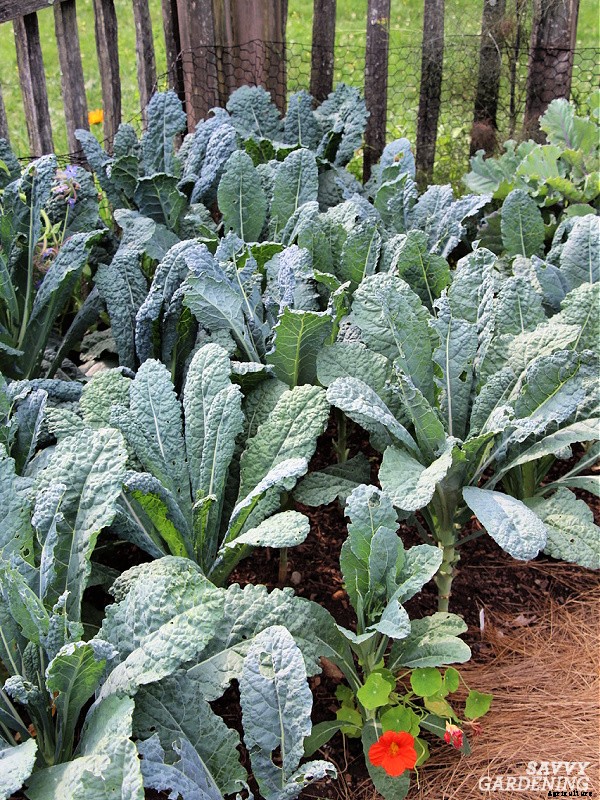 Lacinato kale: Learn how to grow this delicious heirloom kale