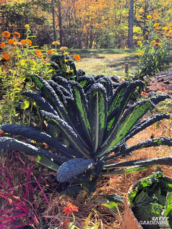 Lacinato kale: Learn how to grow this delicious heirloom kale
