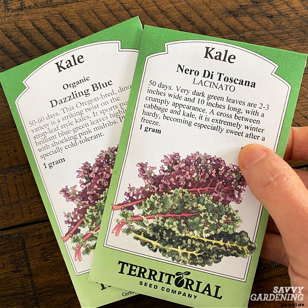 Lacinato kale: Learn how to grow this delicious heirloom kale