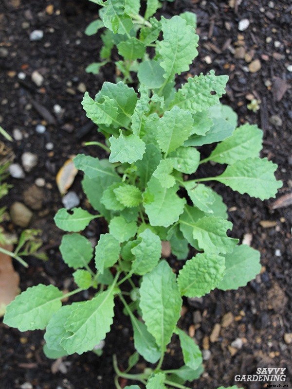 Lacinato kale: Learn how to grow this delicious heirloom kale