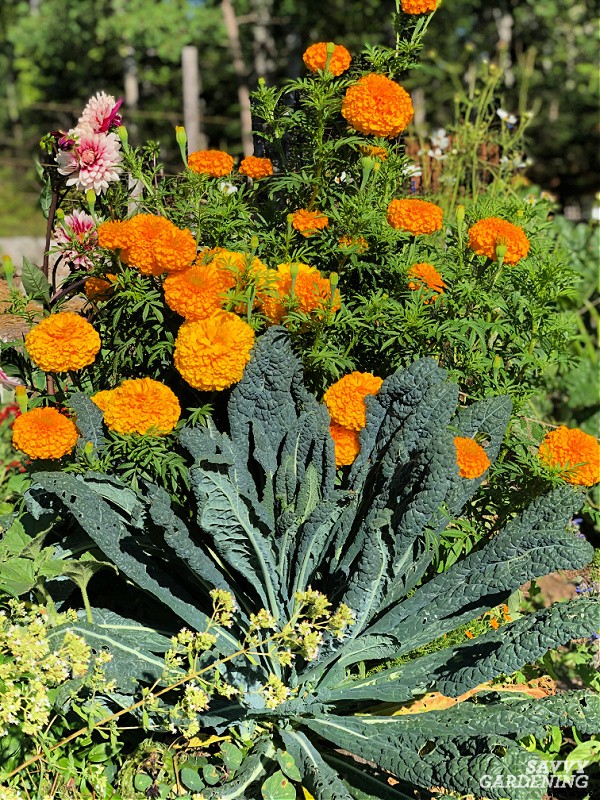 Lacinato kale: Learn how to grow this delicious heirloom kale