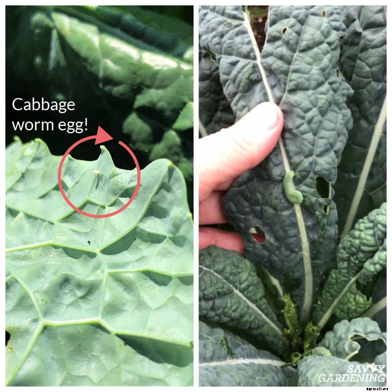 Lacinato kale: Learn how to grow this delicious heirloom kale