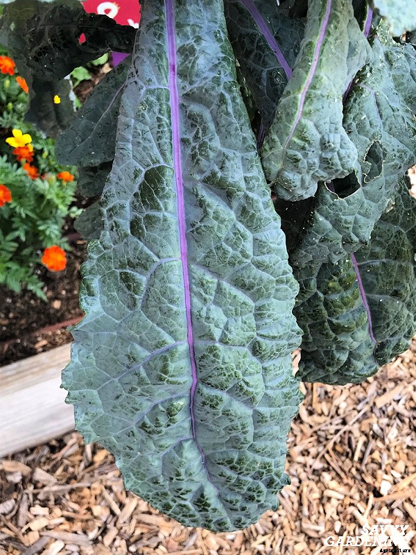 Lacinato kale: Learn how to grow this delicious heirloom kale