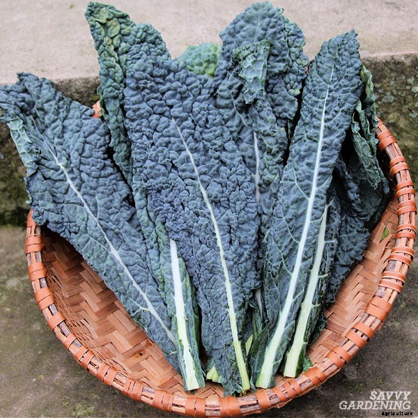 Lacinato kale: Learn how to grow this delicious heirloom kale