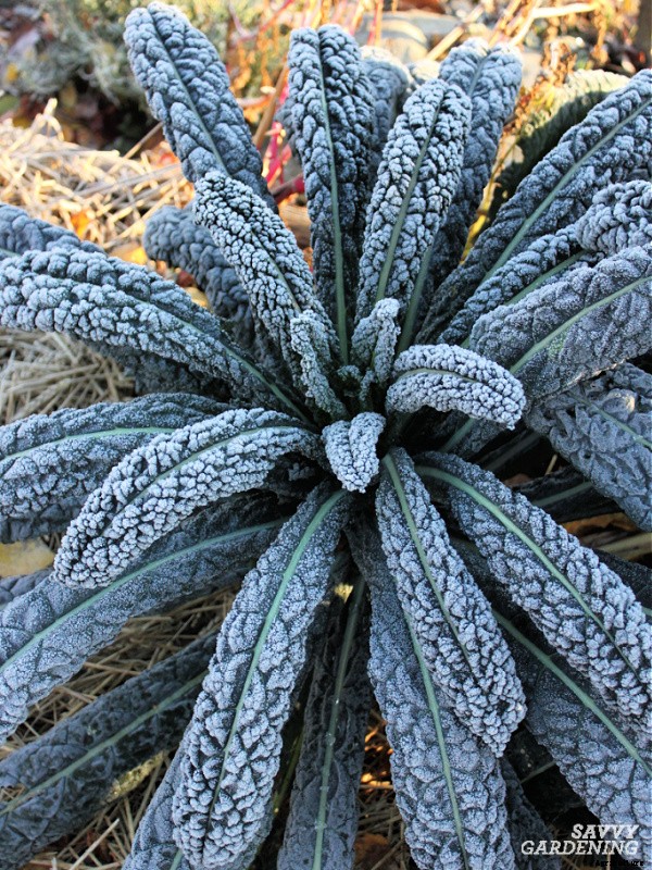 Lacinato kale: Learn how to grow this delicious heirloom kale