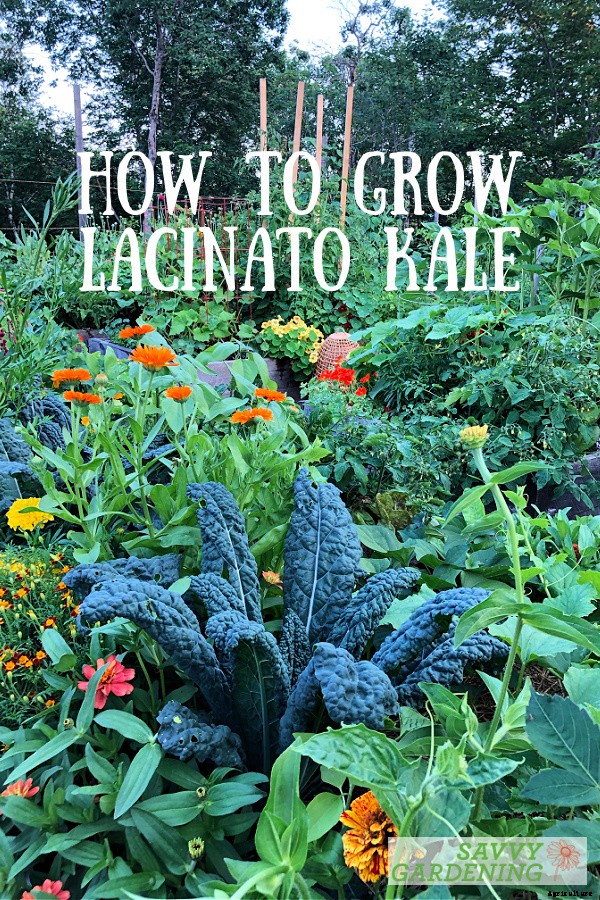 Lacinato kale: Learn how to grow this delicious heirloom kale