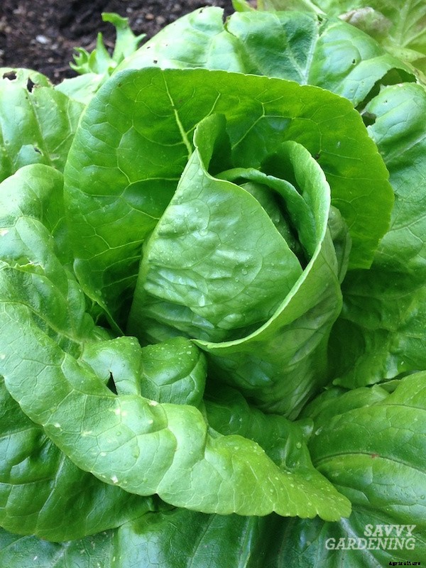 Growing romaine lettuce: A guide from seed to harvest