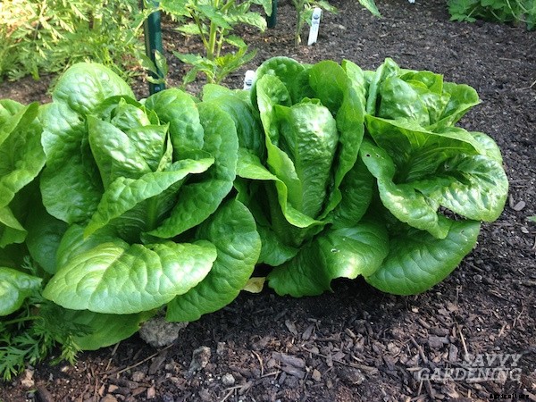 Growing romaine lettuce: A guide from seed to harvest