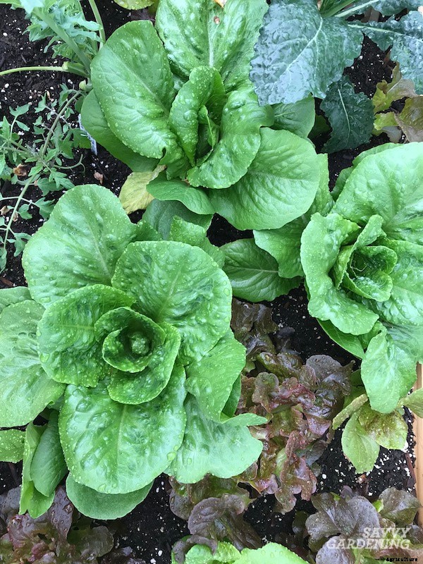 Growing romaine lettuce: A guide from seed to harvest