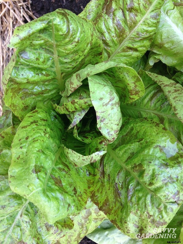 Growing romaine lettuce: A guide from seed to harvest