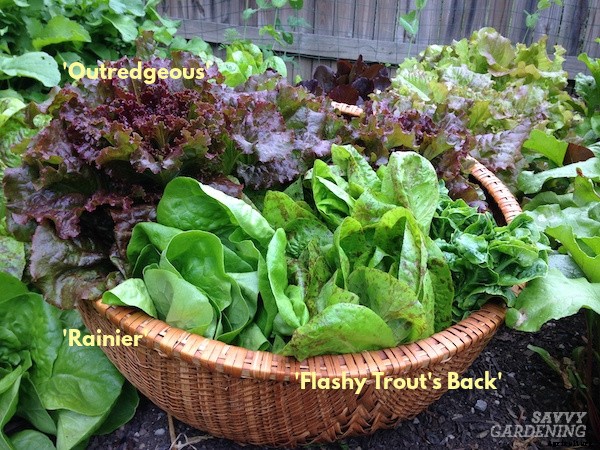 Growing romaine lettuce: A guide from seed to harvest