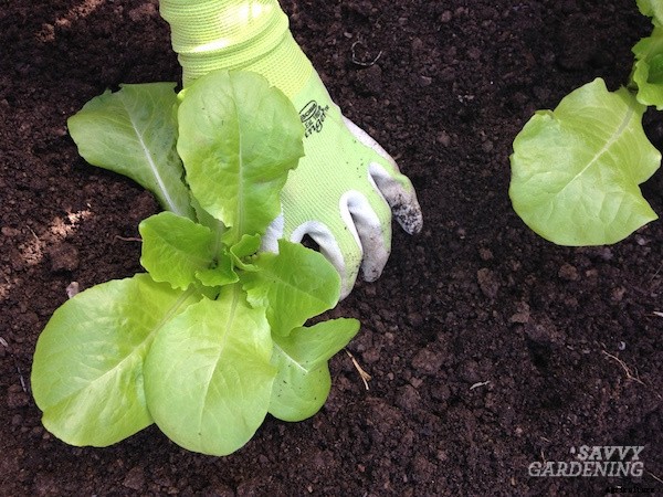 Growing romaine lettuce: A guide from seed to harvest
