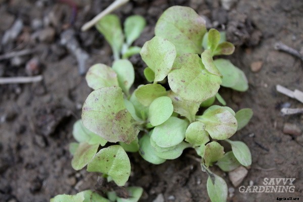 Growing romaine lettuce: A guide from seed to harvest