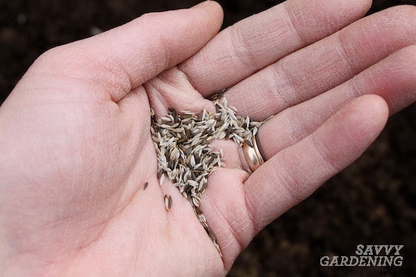 Growing romaine lettuce: A guide from seed to harvest