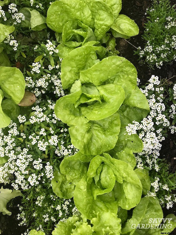 Growing romaine lettuce: A guide from seed to harvest