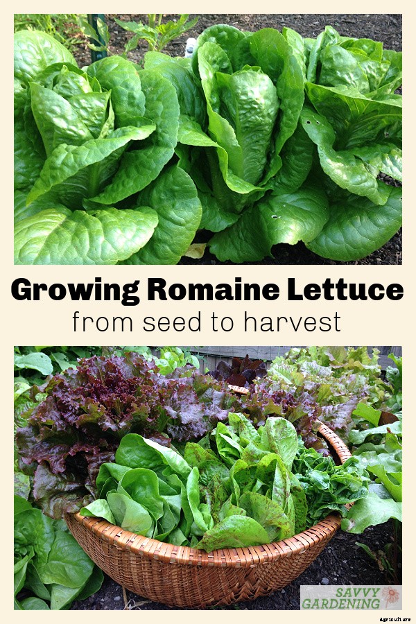 Growing romaine lettuce: A guide from seed to harvest