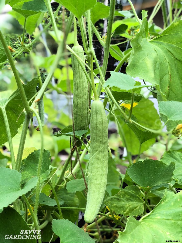 Armenian cucumber: A productive, heat-tolerant crop for the food garden
