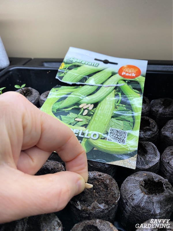 Armenian cucumber: A productive, heat-tolerant crop for the food garden