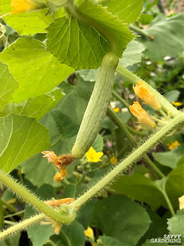 Armenian cucumber: A productive, heat-tolerant crop for the food garden