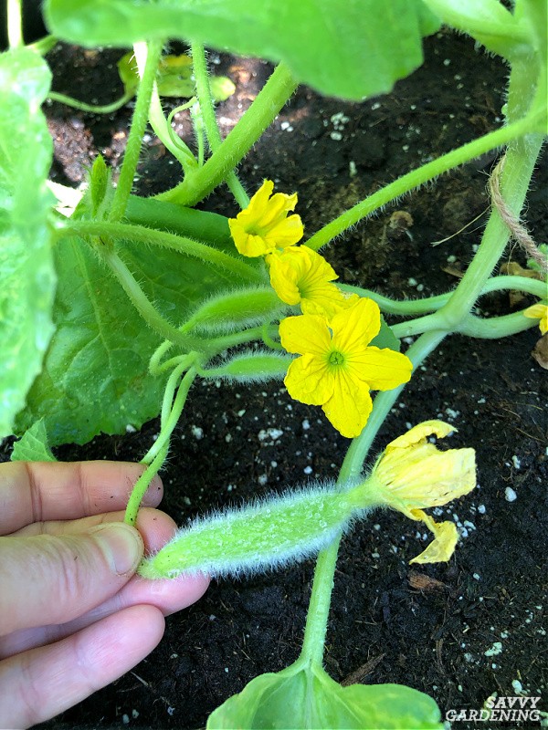Armenian cucumber: A productive, heat-tolerant crop for the food garden