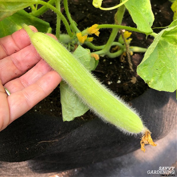 Armenian cucumber: A productive, heat-tolerant crop for the food garden