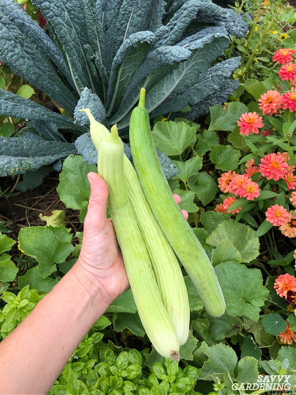 Armenian cucumber: A productive, heat-tolerant crop for the food garden