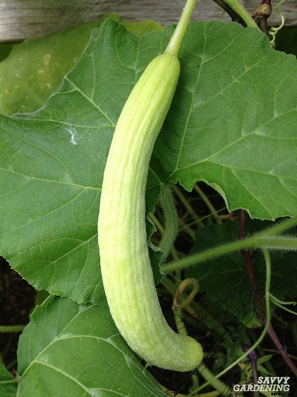 Armenian cucumber: A productive, heat-tolerant crop for the food garden