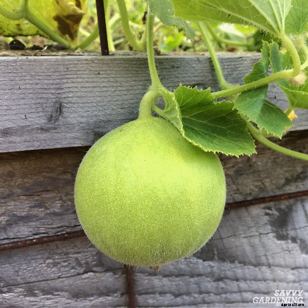 Armenian cucumber: A productive, heat-tolerant crop for the food garden