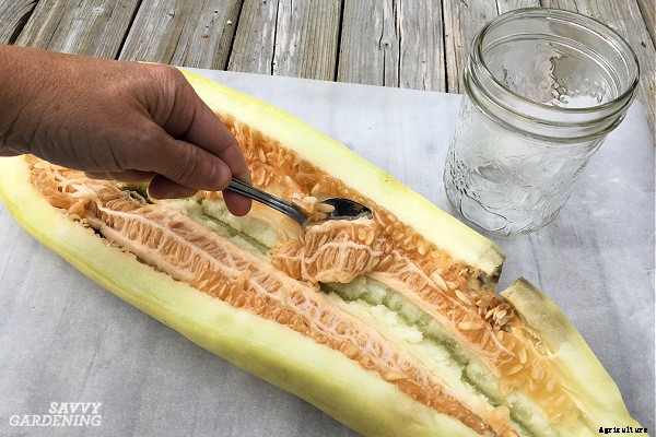 Armenian cucumber: A productive, heat-tolerant crop for the food garden