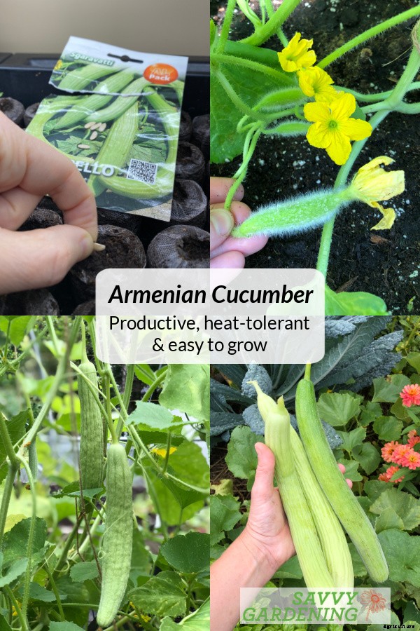 Armenian cucumber: A productive, heat-tolerant crop for the food garden