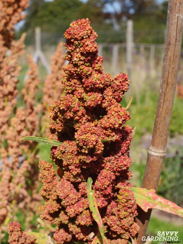 How to grow quinoa in a vegetable garden