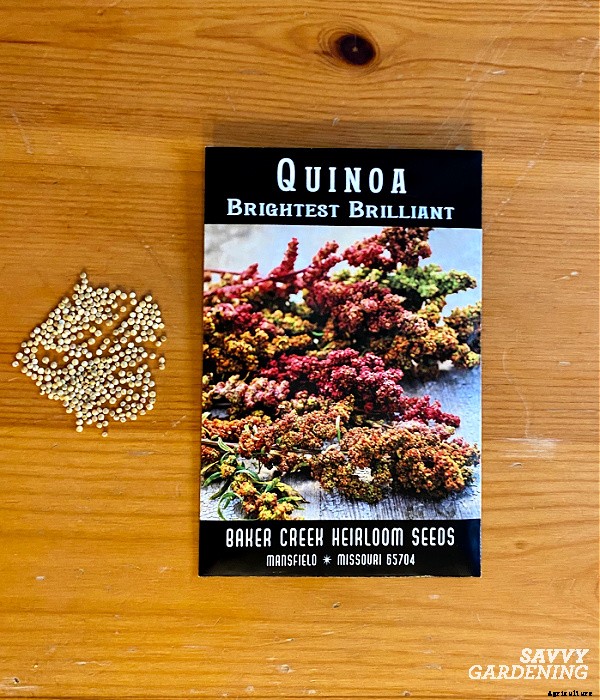 How to grow quinoa in a vegetable garden