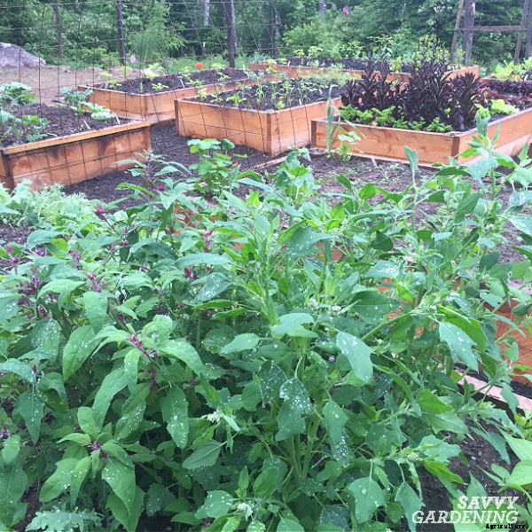 How to grow quinoa in a vegetable garden