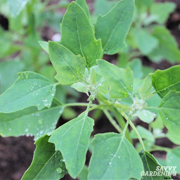 How to grow quinoa in a vegetable garden