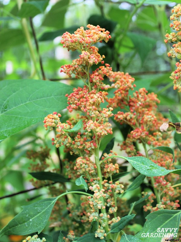 How to grow quinoa in a vegetable garden
