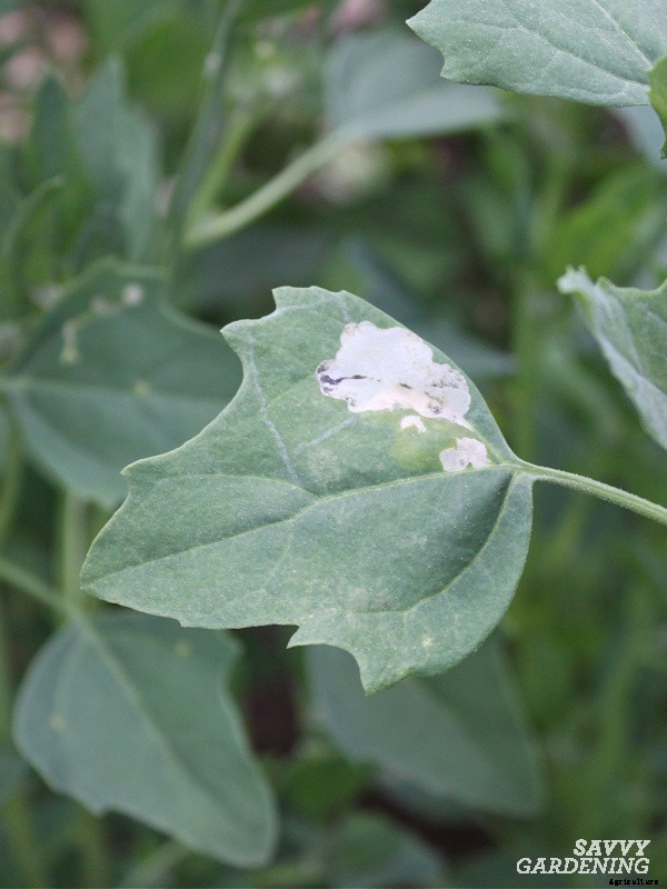 How to grow quinoa in a vegetable garden