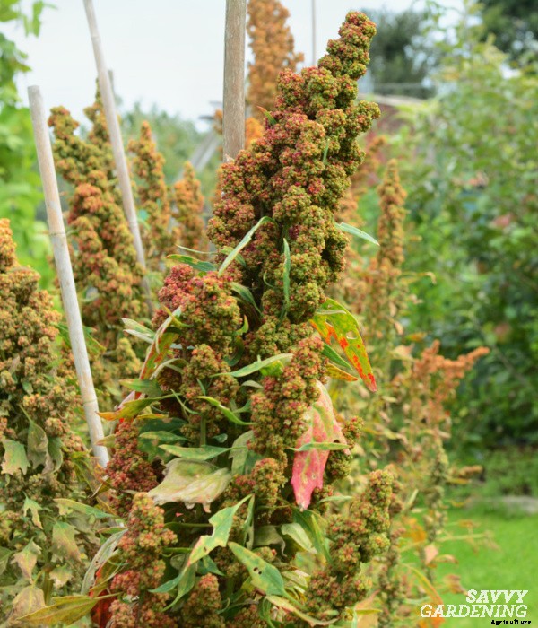 How to grow quinoa in a vegetable garden