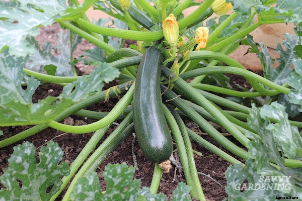 Zucchini companion plants for the vegetable garden