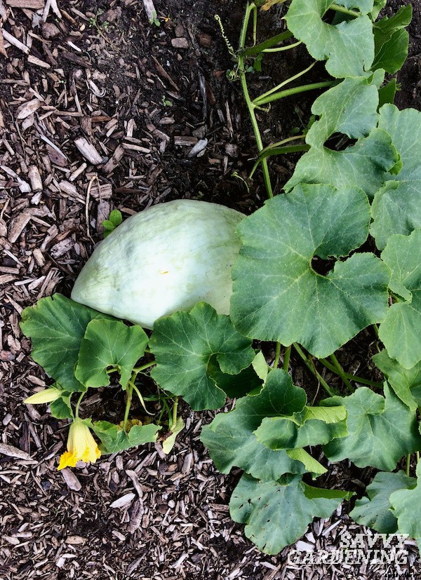 Zucchini companion plants for the vegetable garden
