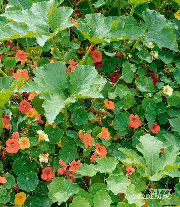 Zucchini companion plants for the vegetable garden