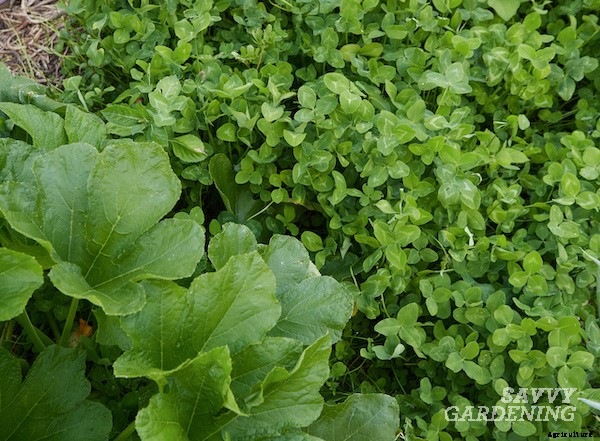 Zucchini companion plants for the vegetable garden