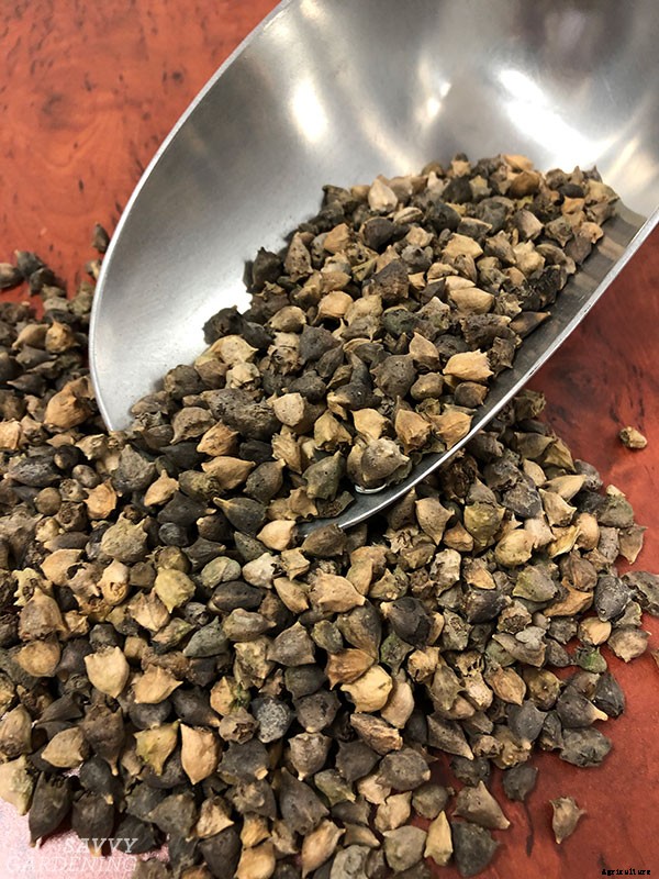 New Zealand spinach: Growing this leafy green that’s not really spinach