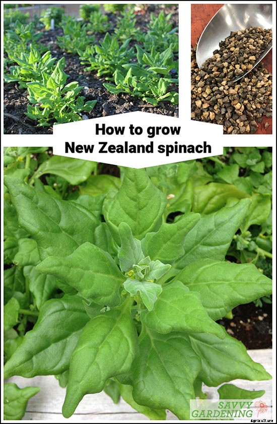 New Zealand spinach: Growing this leafy green that’s not really spinach