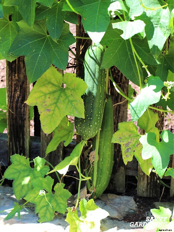 Growing loofah gourds: Learn how to grow your own loofah sponges