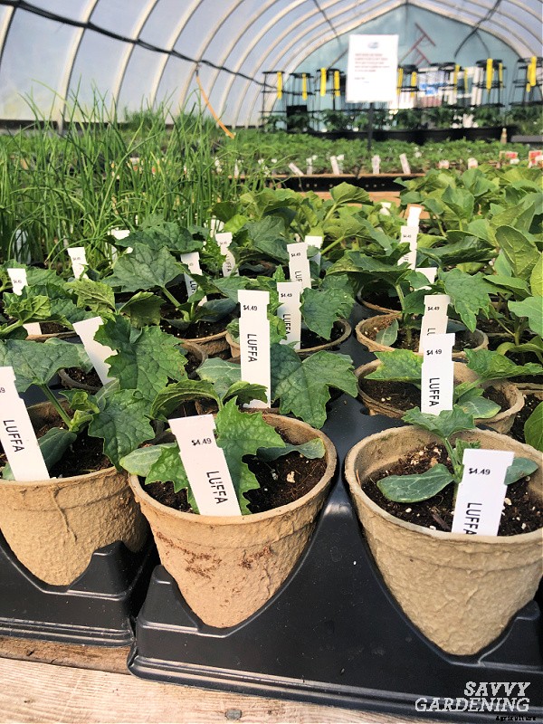 Growing loofah gourds: Learn how to grow your own loofah sponges