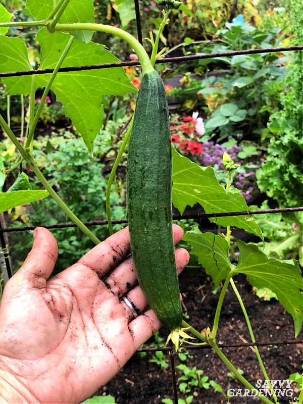 Growing loofah gourds: Learn how to grow your own loofah sponges