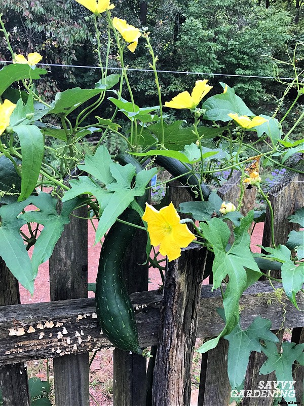 Growing loofah gourds: Learn how to grow your own loofah sponges