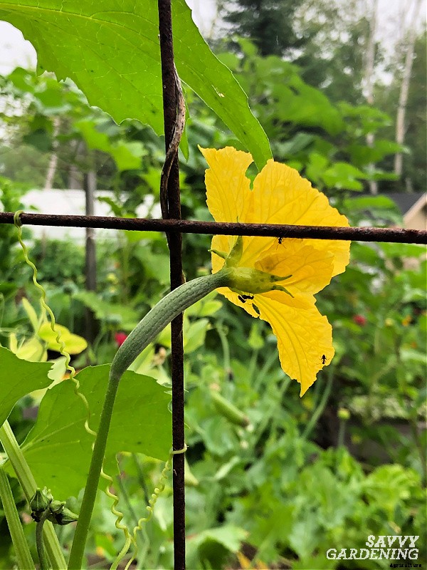Growing loofah gourds: Learn how to grow your own loofah sponges