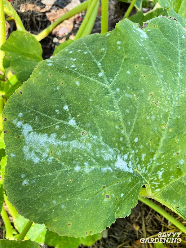 Growing loofah gourds: Learn how to grow your own loofah sponges