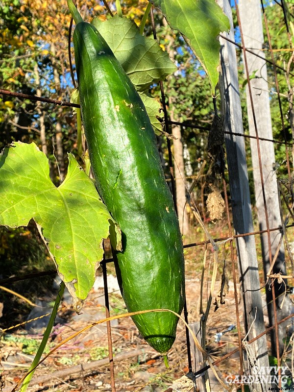 Growing loofah gourds: Learn how to grow your own loofah sponges